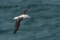 Albatros Sanforduv - Diomedea sanfordi - Northern Royal Albatros 8257u